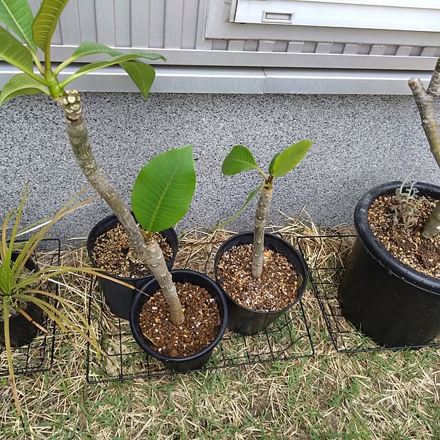 chocococoaさんの部屋