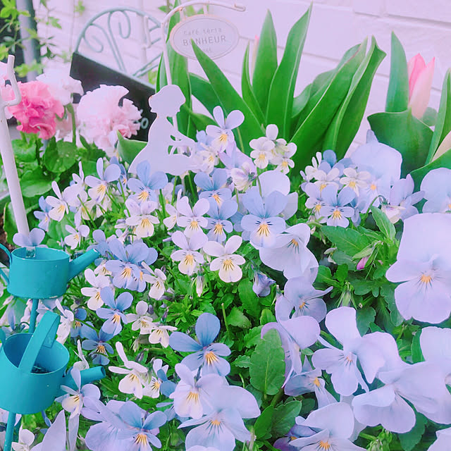 chisaさんの実例写真