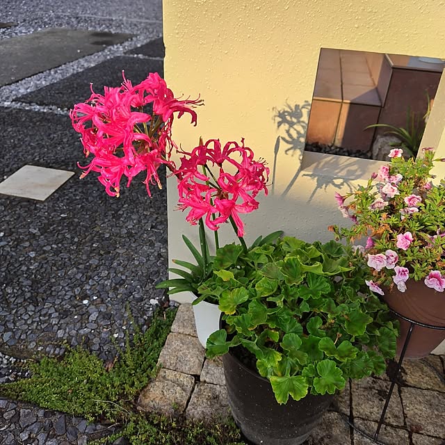 mutsuさんの実例写真