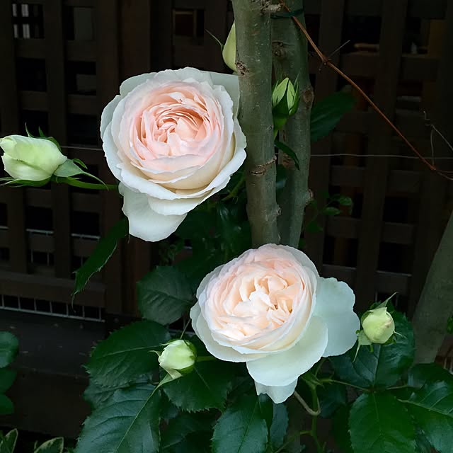 butachanさんの実例写真