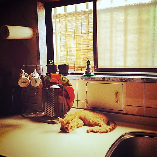 LoveCatさんの実例写真