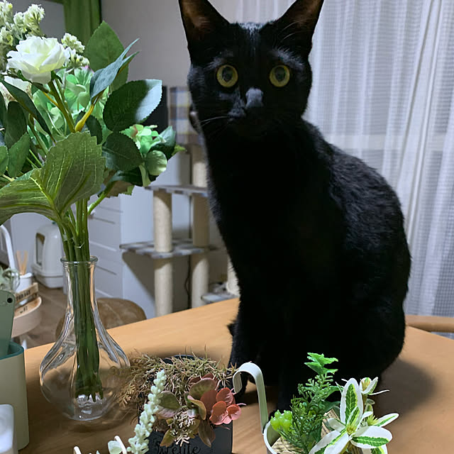 実例写真