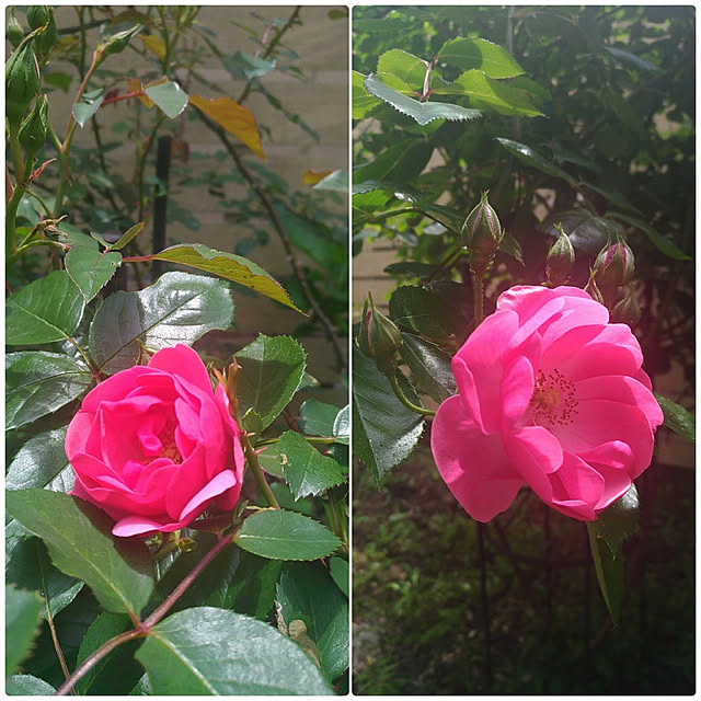 magnoliaさんの実例写真