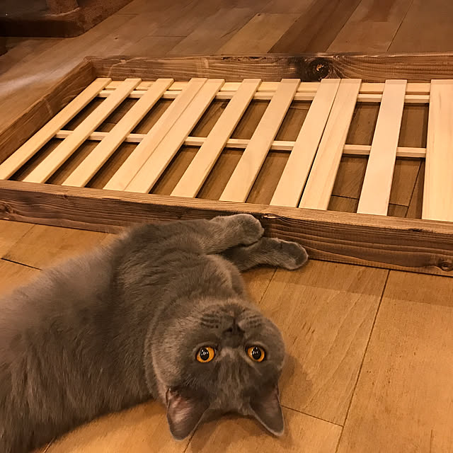 ベッド周り/ねこと暮らす。/ねこのベッド/ブリティッシュショートヘア/すのこベッドDIY...などのインテリア実例 - 2017-09-09 13:04:04