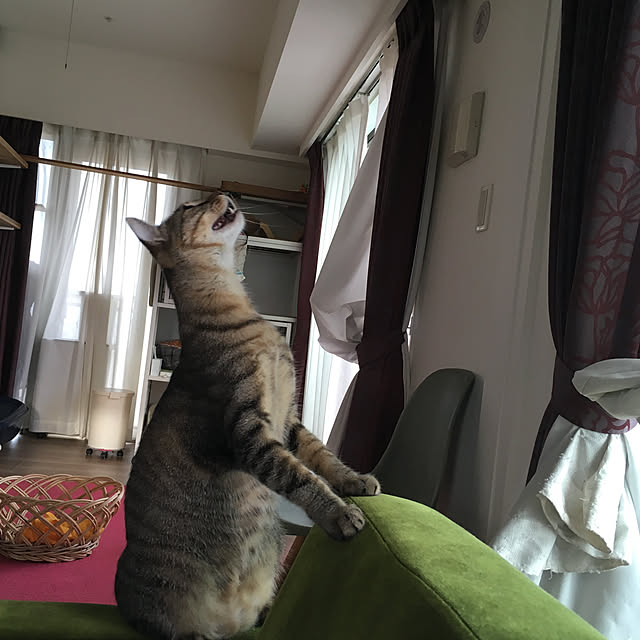 mikomaruさんの実例写真