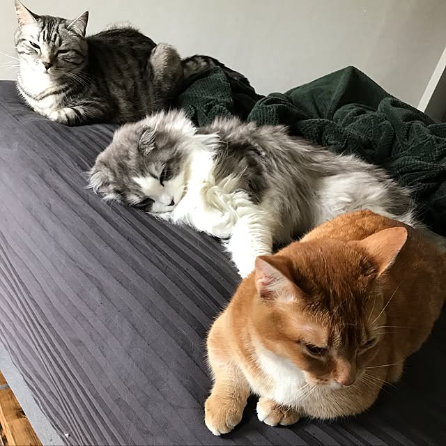 amo69xxさんの実例写真