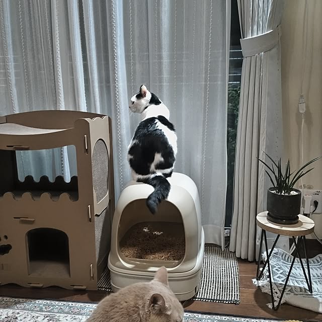 yuuさんの実例写真