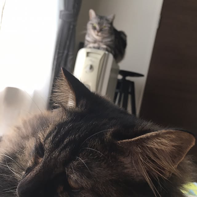 mikomaruさんの実例写真