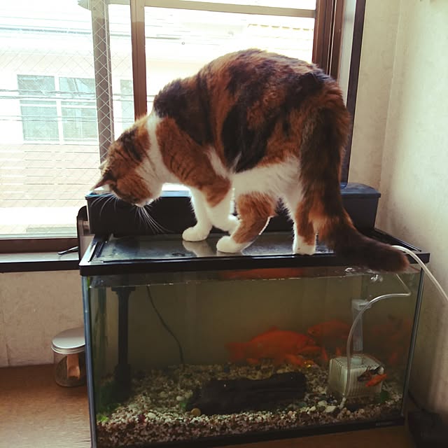 yukieさんの実例写真