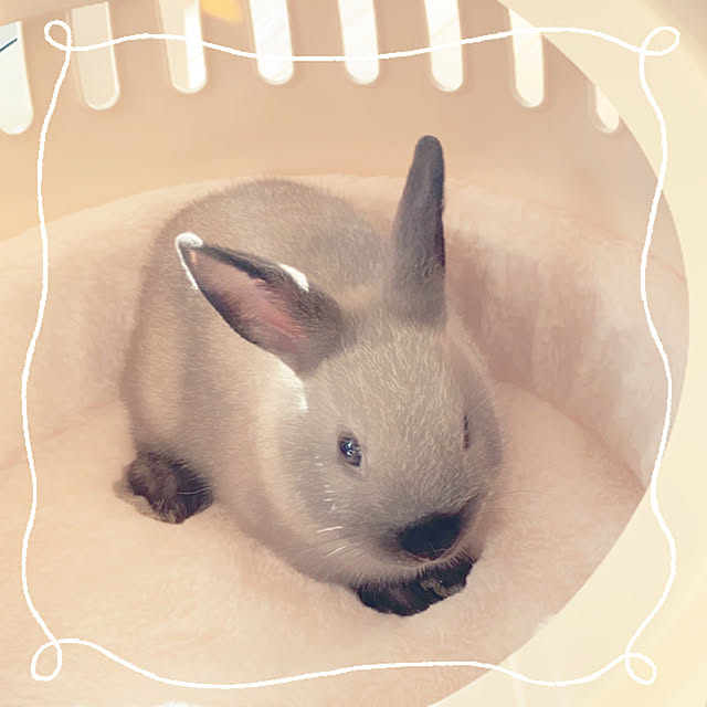 fumofumoさんの実例写真