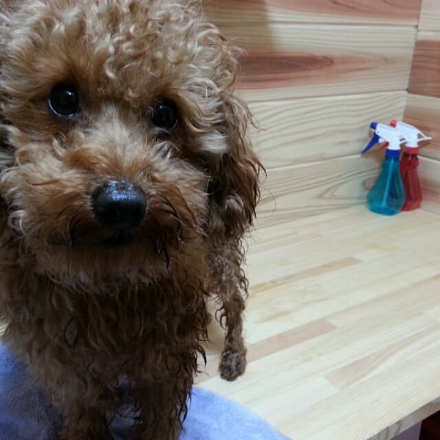 Mikaさんの実例写真