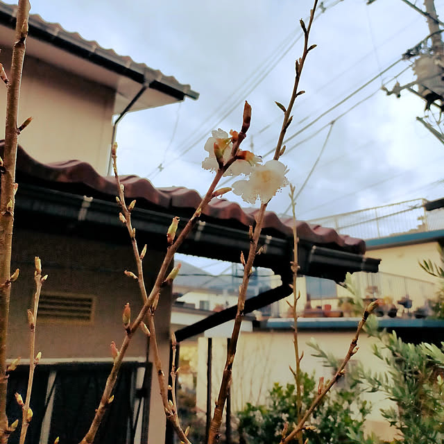 masaさんの実例写真