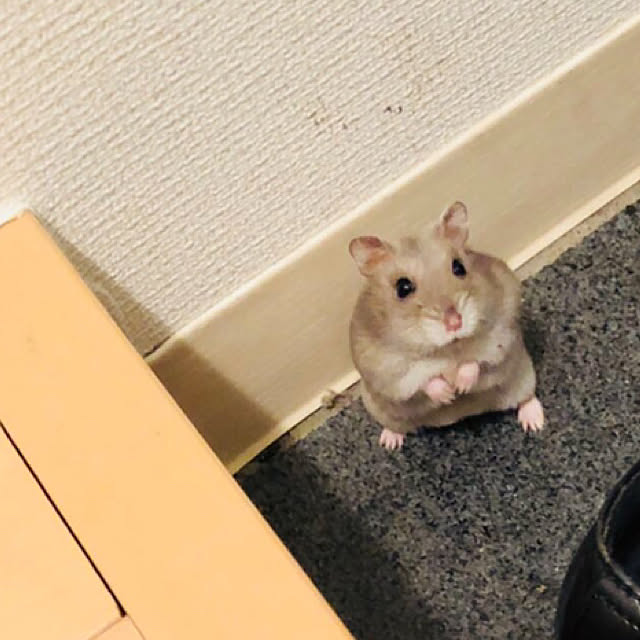 Hanaさんの実例写真