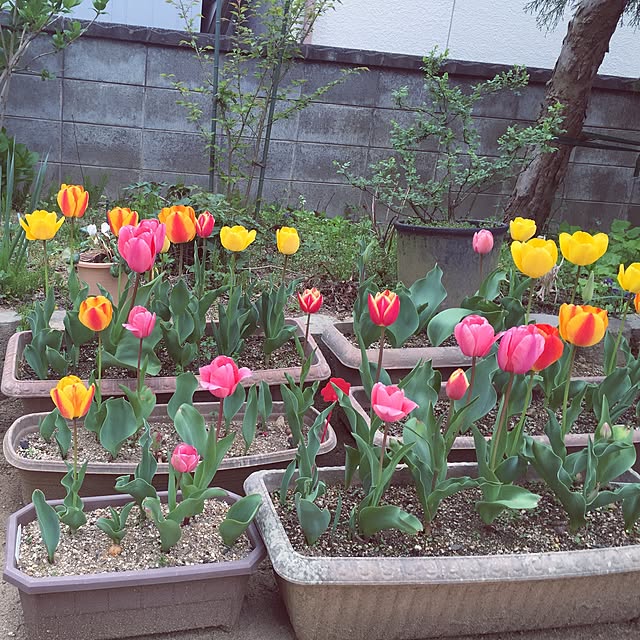 実例写真