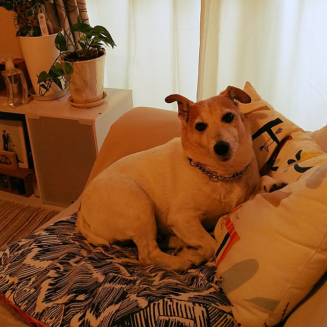 oseroさんの実例写真