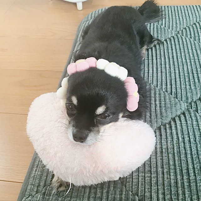 sakuさんの実例写真