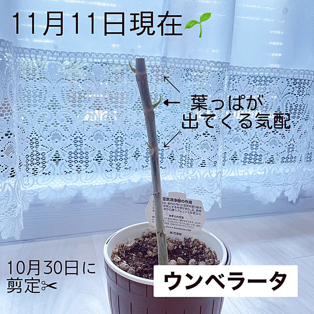 funiさんの実例写真