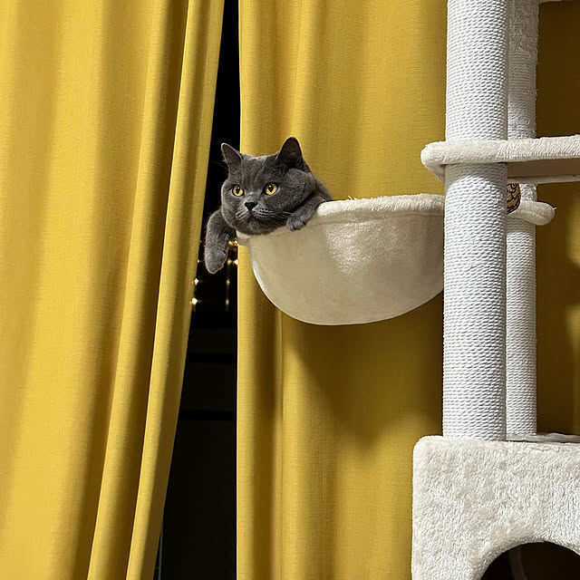 kittyさんの実例写真