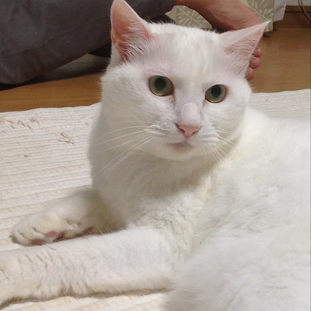 Kinanさんの実例写真