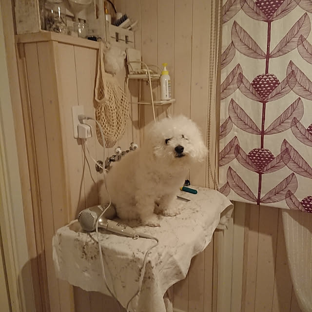 musaさんの実例写真
