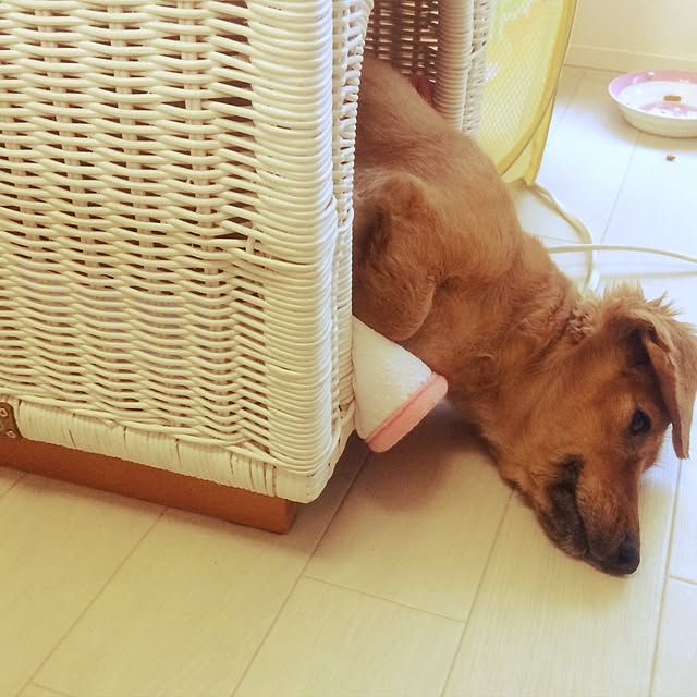nohohonさんの実例写真