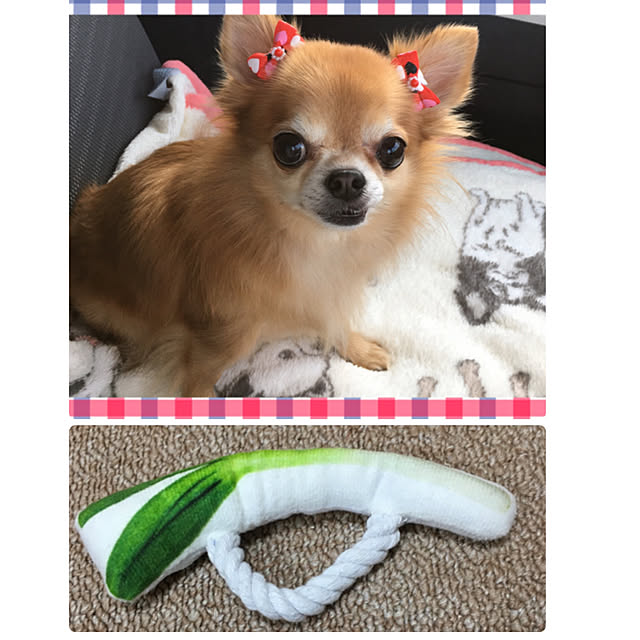 koroさんの実例写真