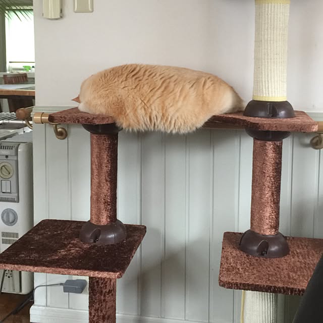 maruさんの実例写真