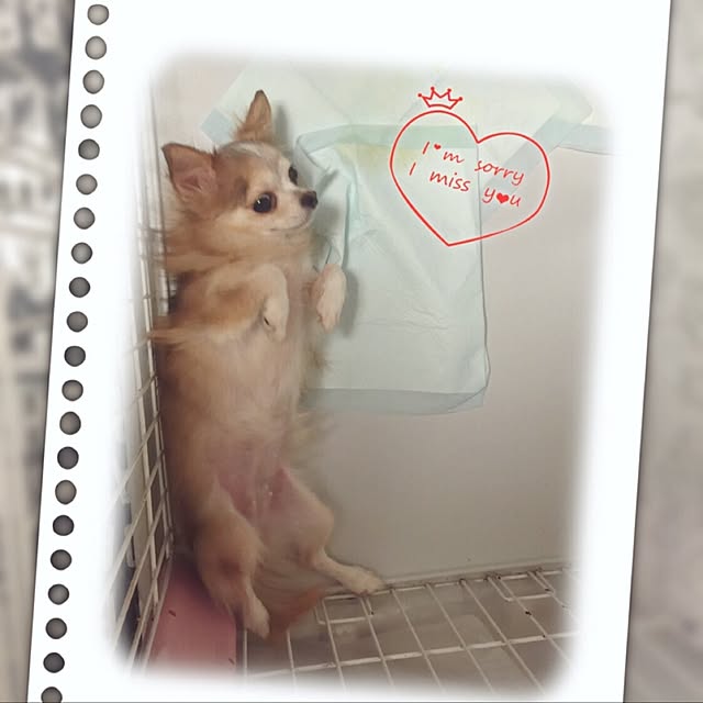 Yuiriさんの実例写真