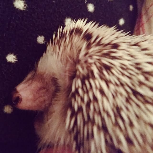kuruさんの実例写真