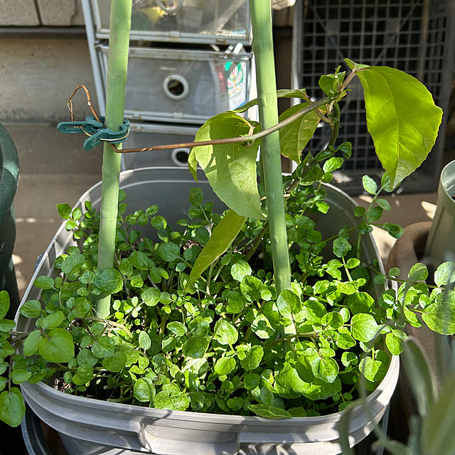 botanさんの部屋