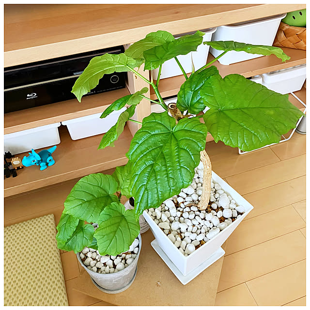 ksfioriさんの部屋