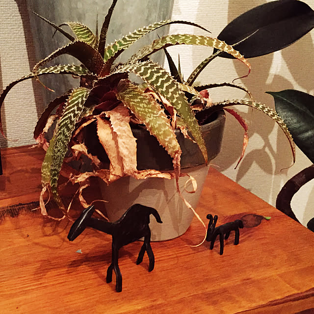 hamasakitakahiro1224さんの実例写真