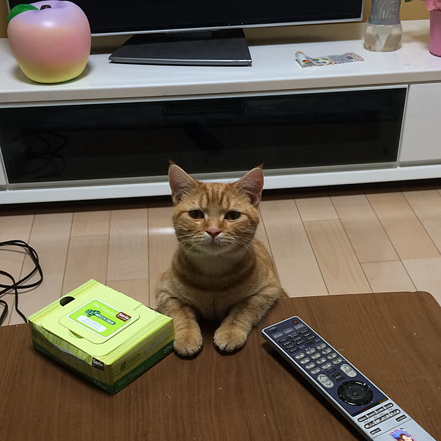 nekoさんの実例写真