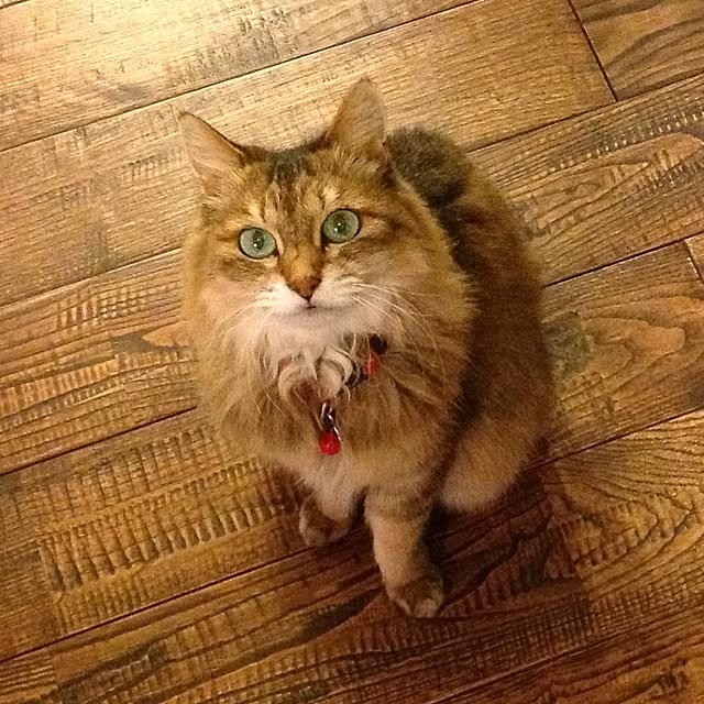 shinさんの実例写真