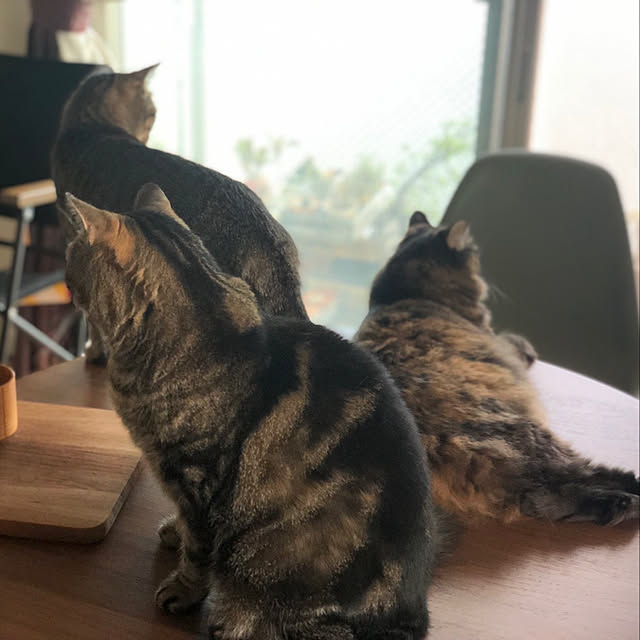 mikomaruさんの実例写真
