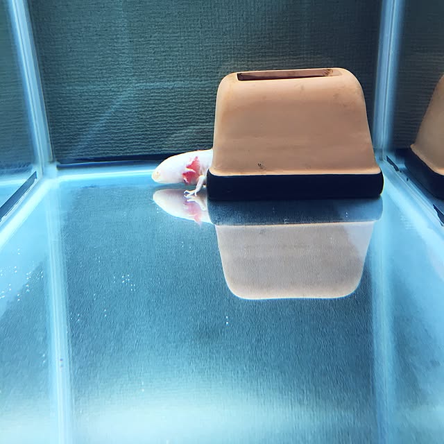 masumiさんの実例写真