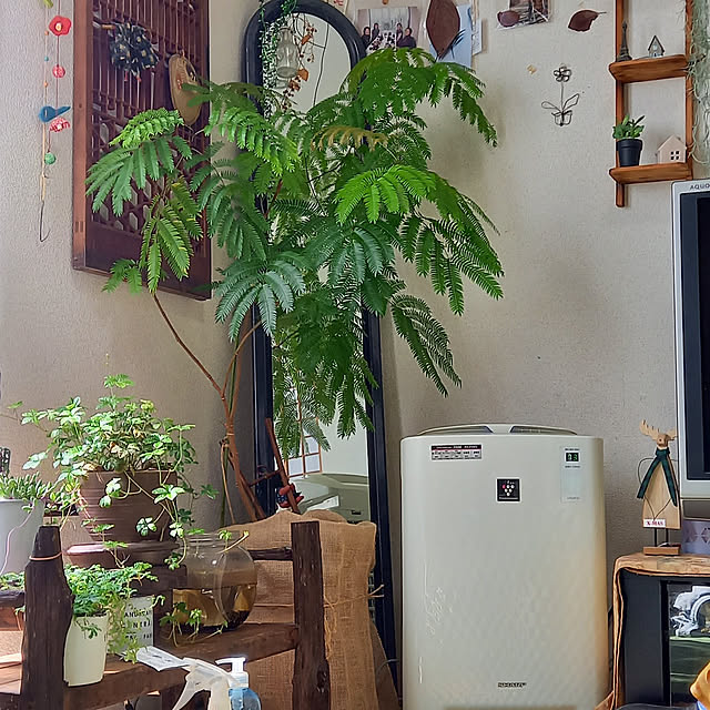 玄関/入り口/観葉植物のインテリア実例 - 2022-03-02 18:04:19