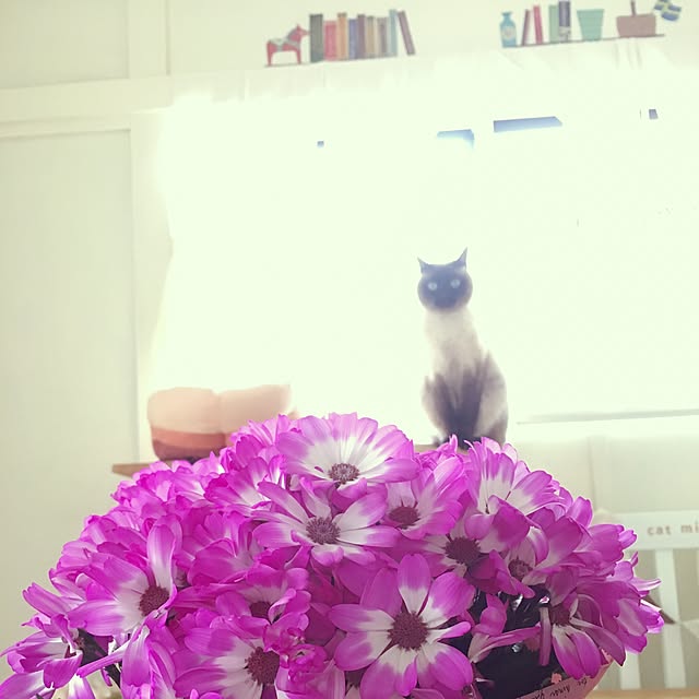 mintcatさんの実例写真