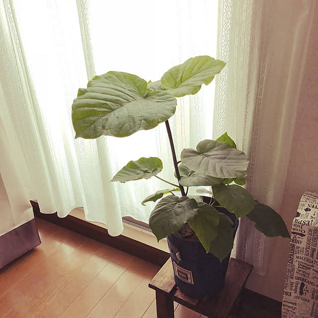 tomoさんの実例写真