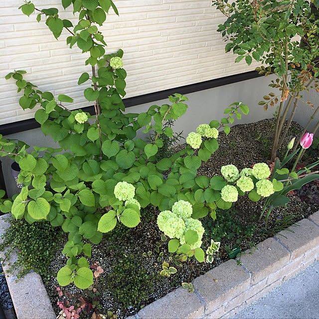 Mikiさんの実例写真