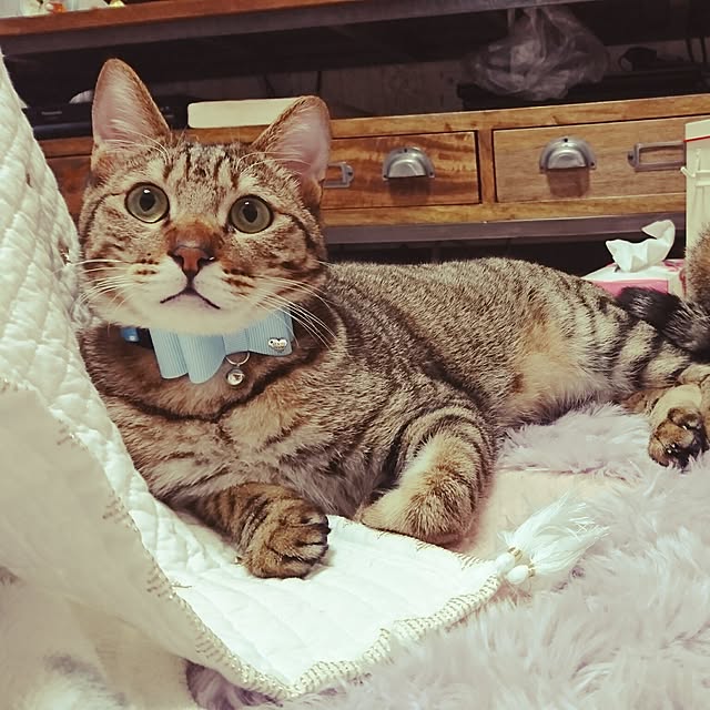 poniさんの実例写真