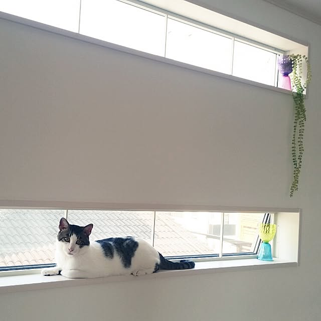 runayucoさんの実例写真