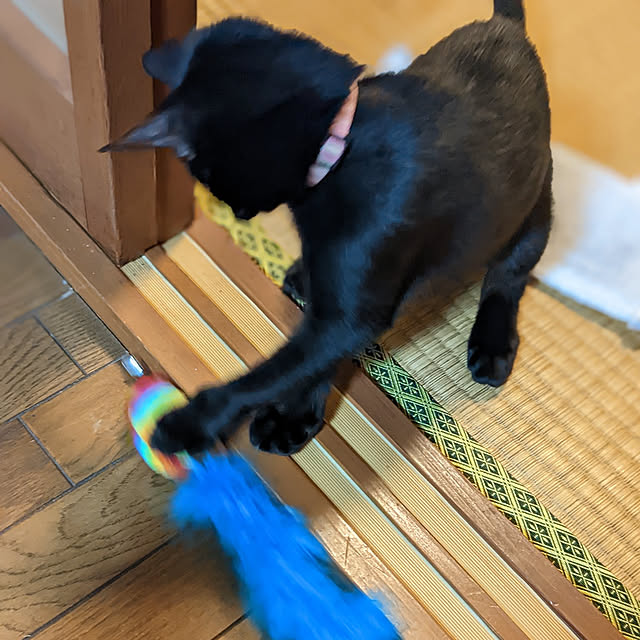 asaさんの実例写真