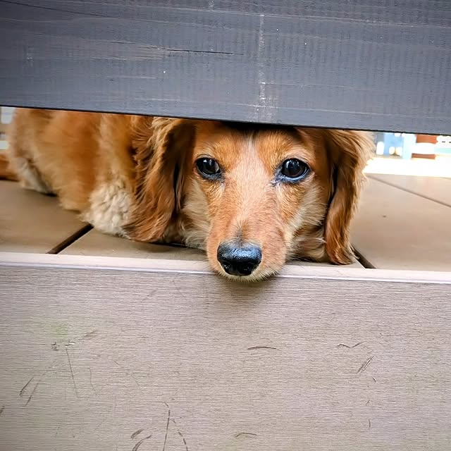 ponchanさんの部屋