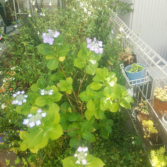 Marikoさんの実例写真