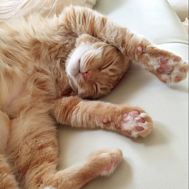 yuさんの実例写真