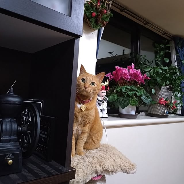 NOAHさんの部屋