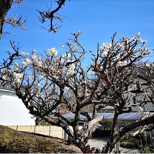 ku-garnet18さんの部屋