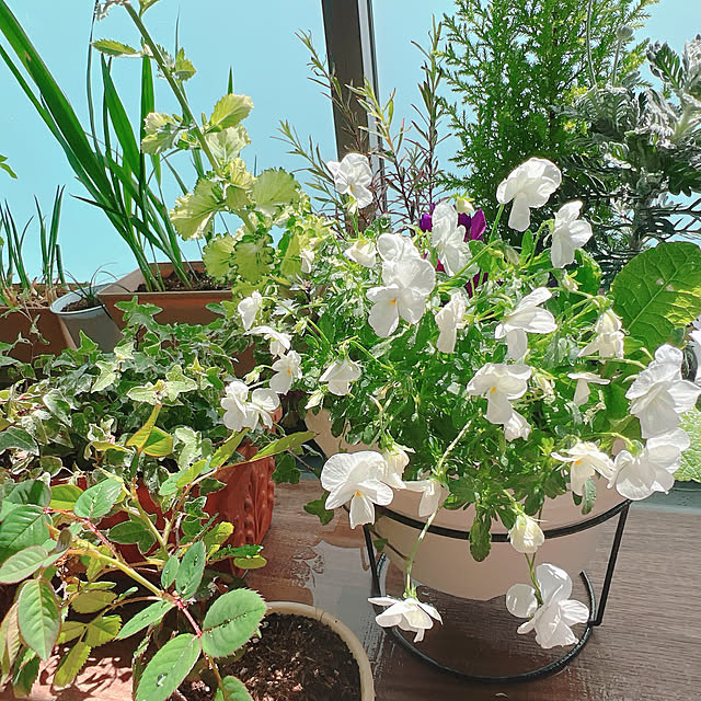 ponme33さんの部屋