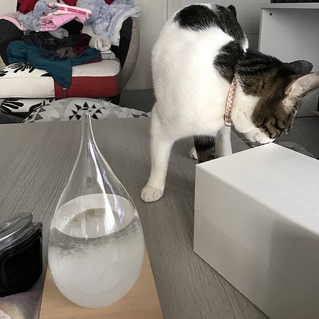 Shihoさんの実例写真